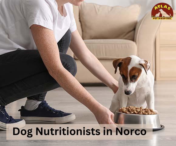 Monitoring and Adjusting Your Dogs Diet Over Time