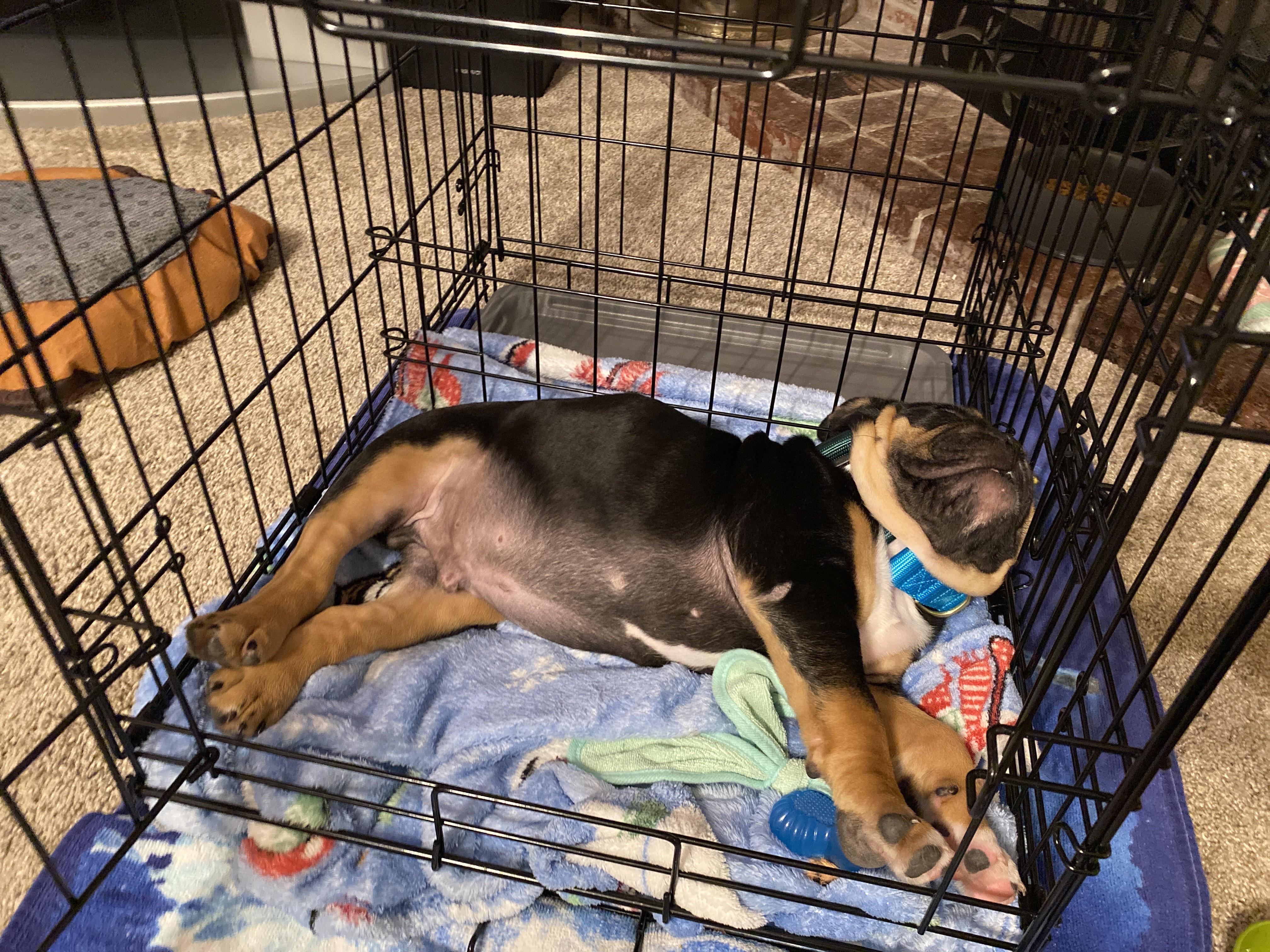 Addressing Common Concerns About Crate Training