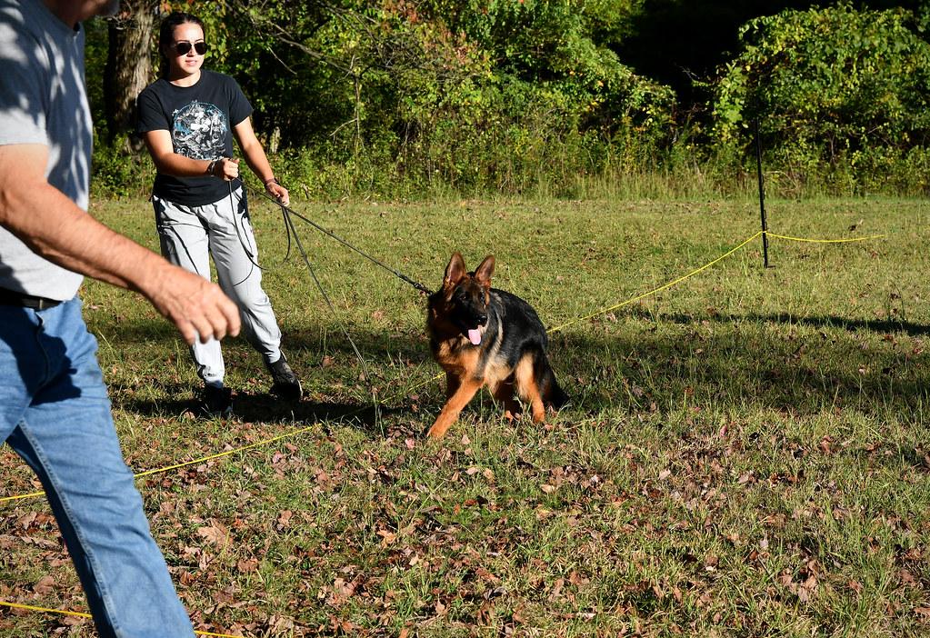 Understanding Your Dogs Instincts and Boundaries