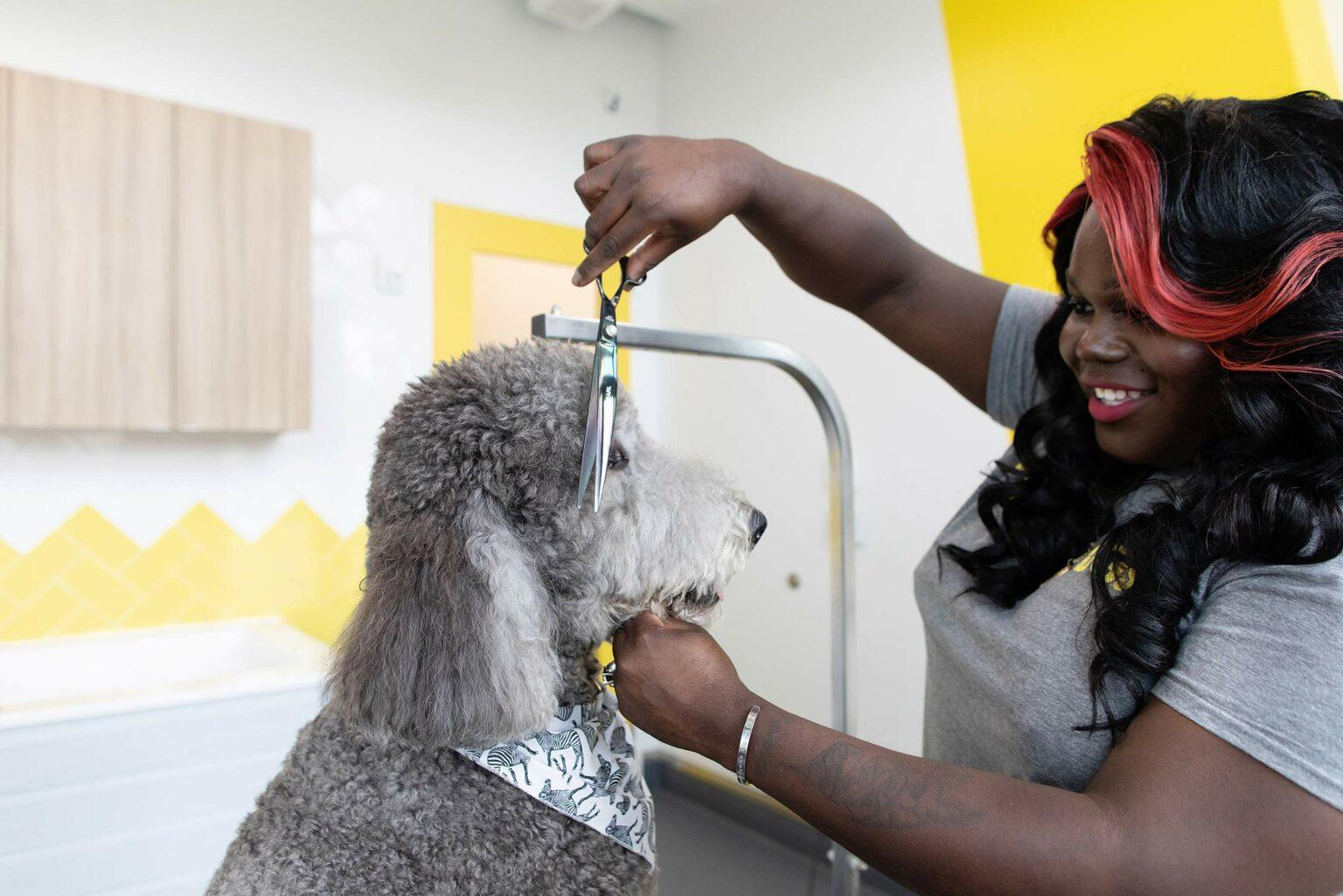 Exploring the Benefits of Professional Dog Salons