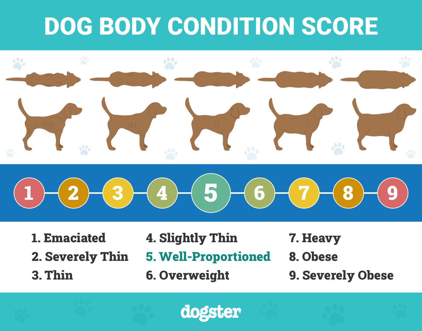 Establishing ​a Consistent Feeding Routine ⁤for Older Dogs