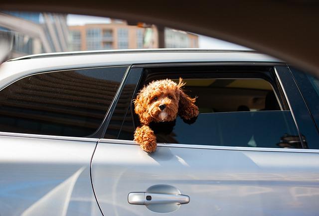 How to Safely Transport Your Dog in a Car