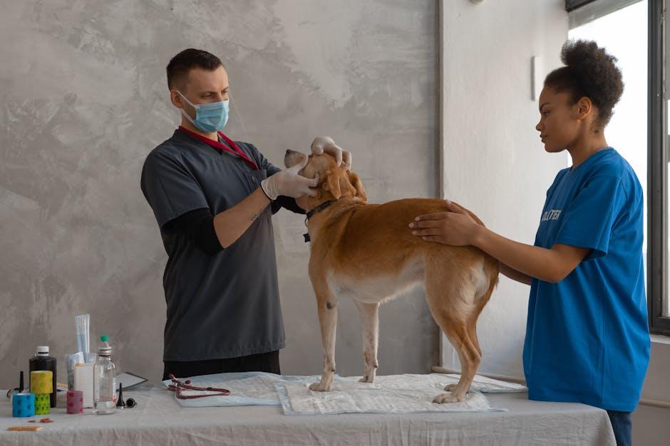 Consulting with Veterinarians for Tailored​ Dietary Advice