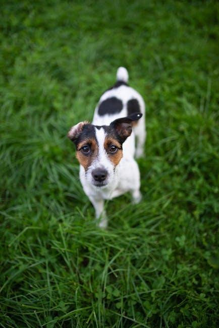 Understanding Your Dogs Body Language and Comfort Signals