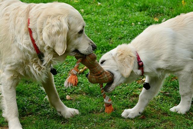 Ensuring a Safe Playtime While Crated