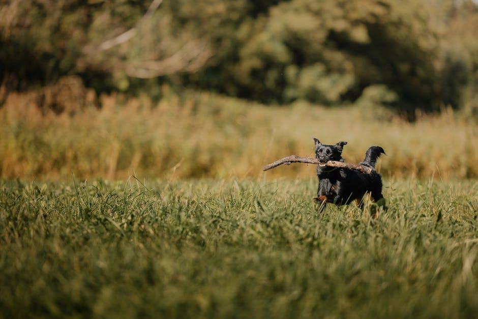 Encouraging Your Dog to Bring the Toy Back