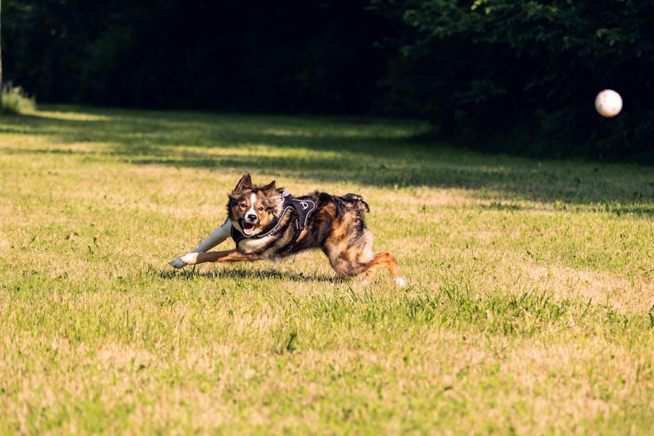 Creating a Safe ⁢and Stimulating ‌Environment⁣ for Your Deaf Dog