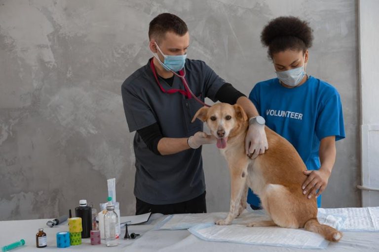 Essential Health Checks for Your Dog