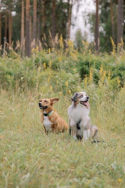 Understanding Deafness in Dogs and Building⁣ a Bond