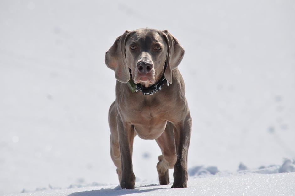 Understanding Your Dogs Winter Coat