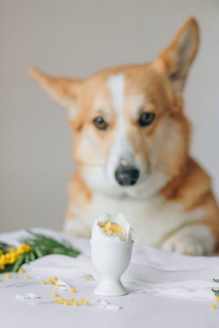 Practical Tips for ⁤Incorporating Protein into Your​ Dogs Diet