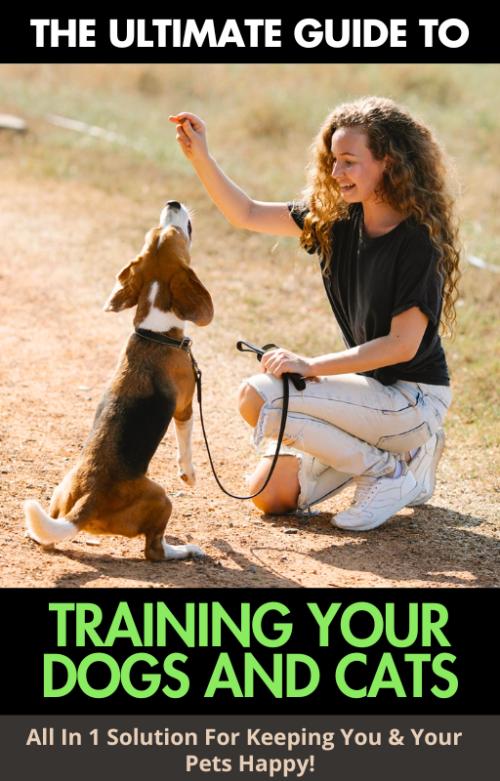 How to Address and Stop Destructive Behavior in Dogs