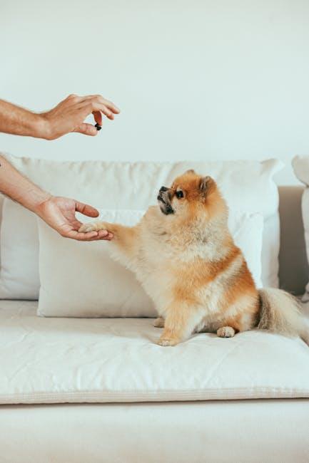 Creating a Reward System Tailored to Your Dogs Needs