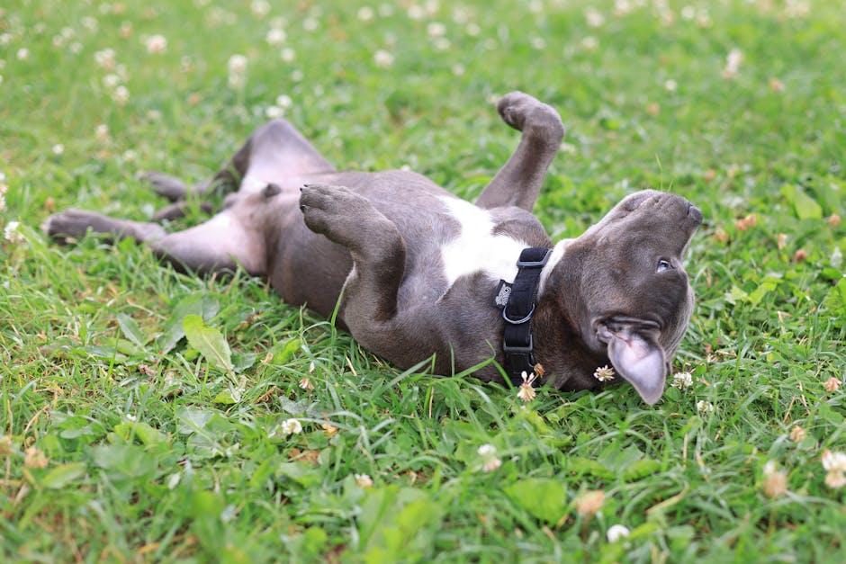 Key Considerations Before Neutering Your Dog