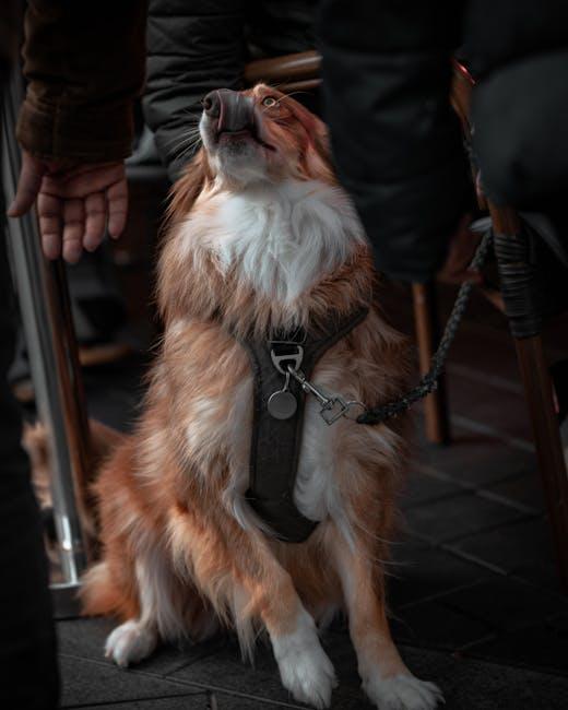 Understanding the Needs of Our Canine Companions