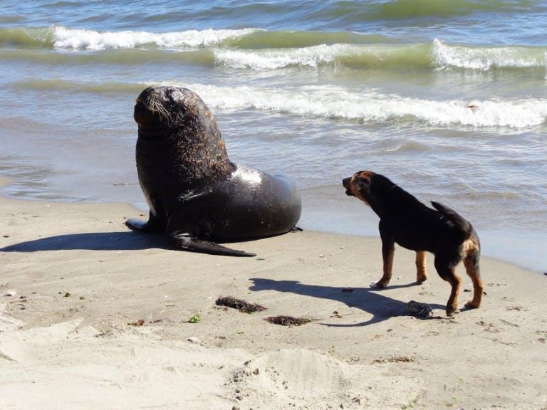 How to handle dog encounters with wildlife