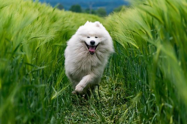 Top Recommended Brands for⁢ Large Breed Nutrition
