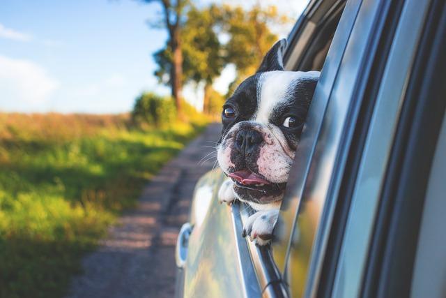 Keeping Your Dog Safe on Car Rides