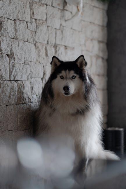 Ear and Teeth Maintenance Keeping Your Pup Healthy and Happy