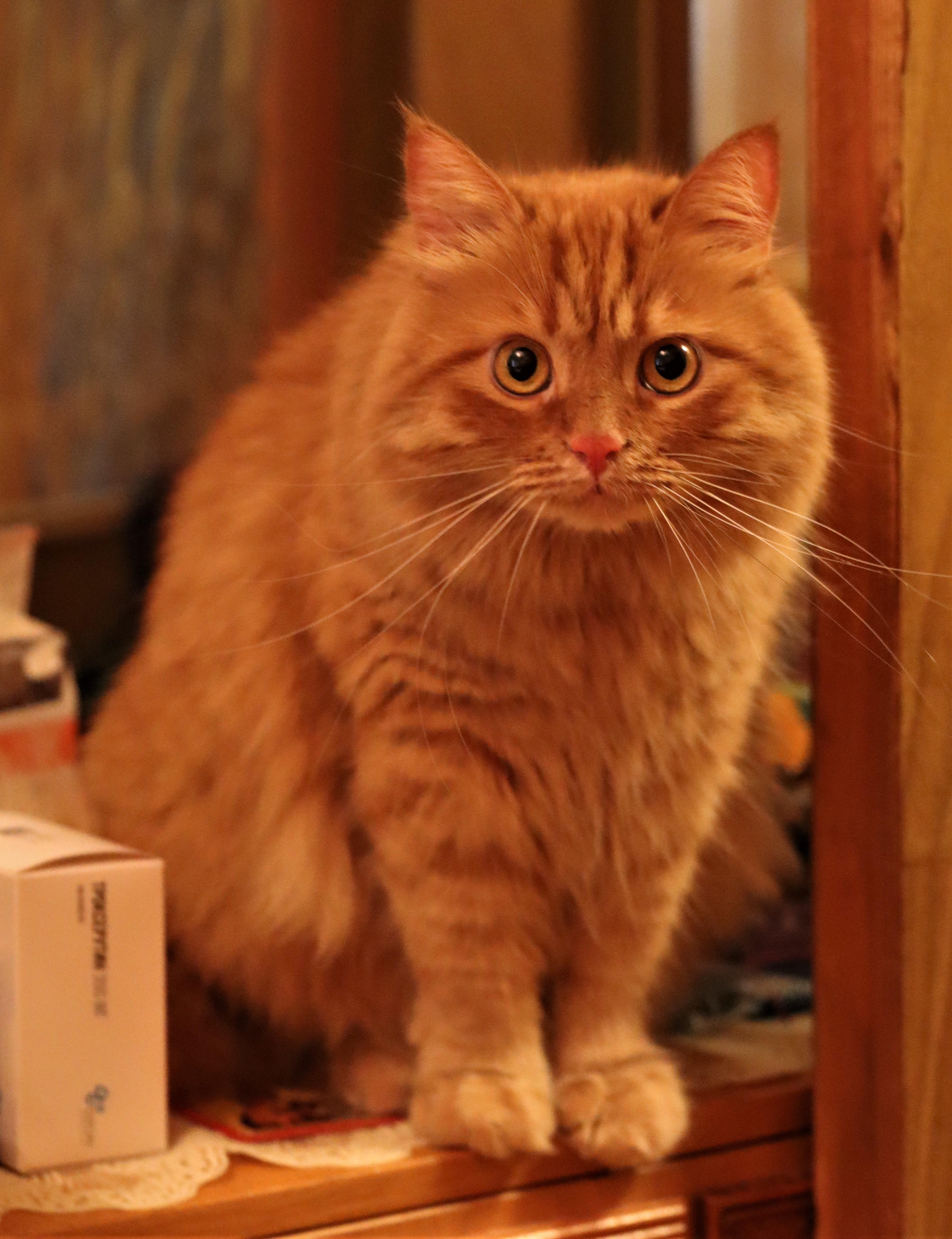 Identifying Early Signs of Illness in Your Furry Friend