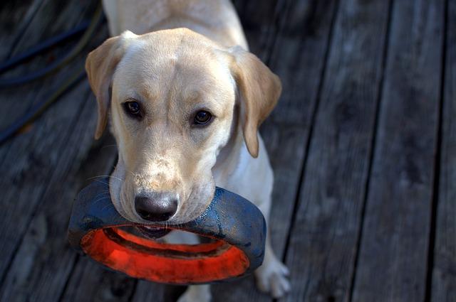 Benefits of Fetch for Your Dogs Physical Health