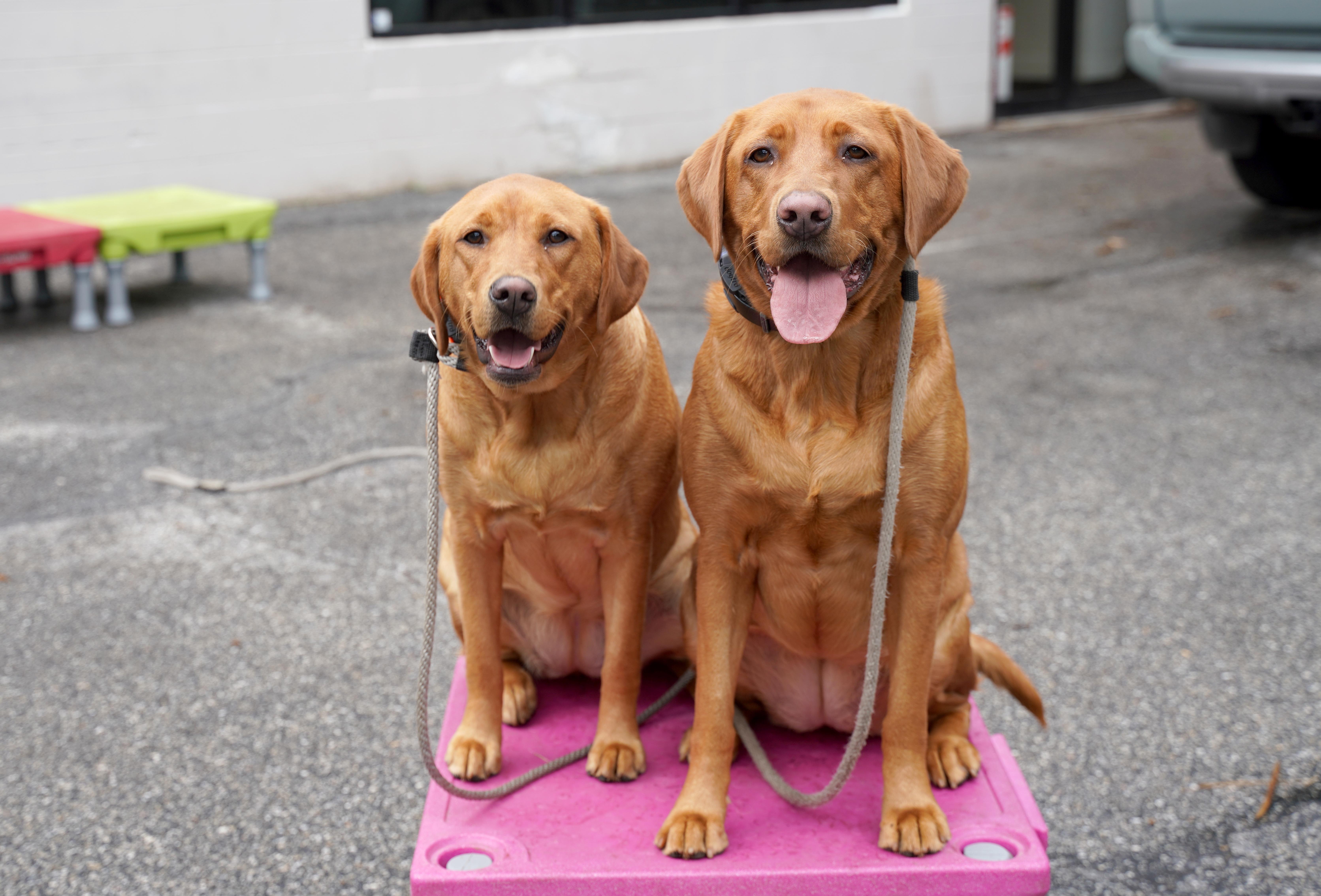 Building Trust Through Reward-Based Training