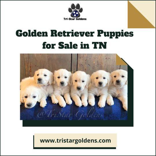 Nurturing Positive Interactions with People and Pets