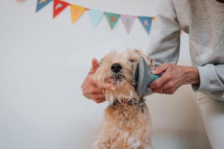 Understanding Your Dogs Coat and Skin Needs