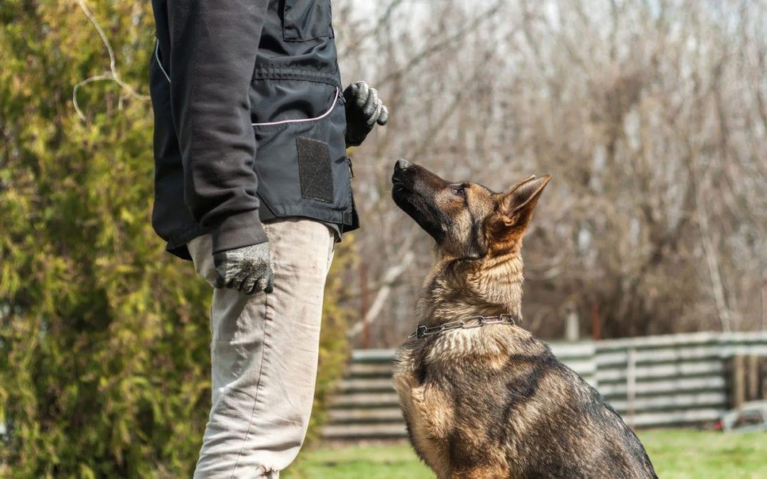 Training Tips: Teaching Your Dog to Stay Close and Alert