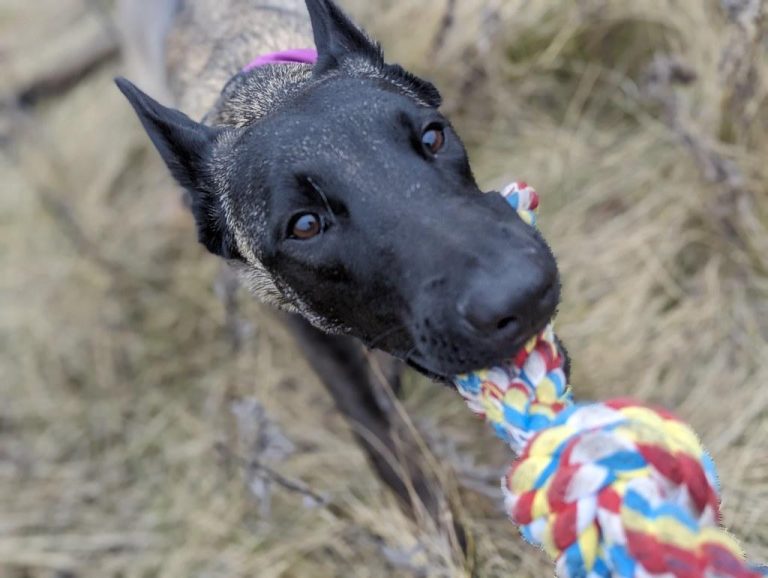 How to teach a dog to walk off leash in parks