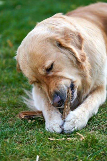 Engaging Your Dog with Chew-Friendly Alternatives