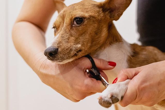 Recognizing the Dogs Comfort and Stress Levels