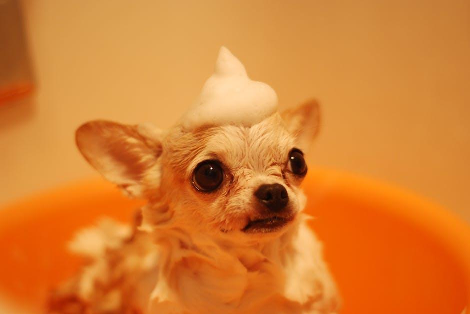 Essential Grooming Practices to Promote Your Dogs Well-being