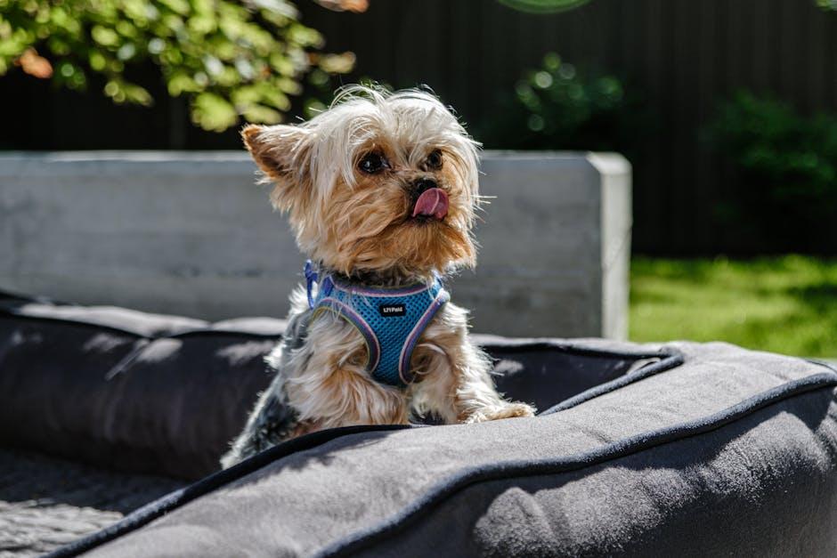 Create a Safe Space for Your Furry Friend
