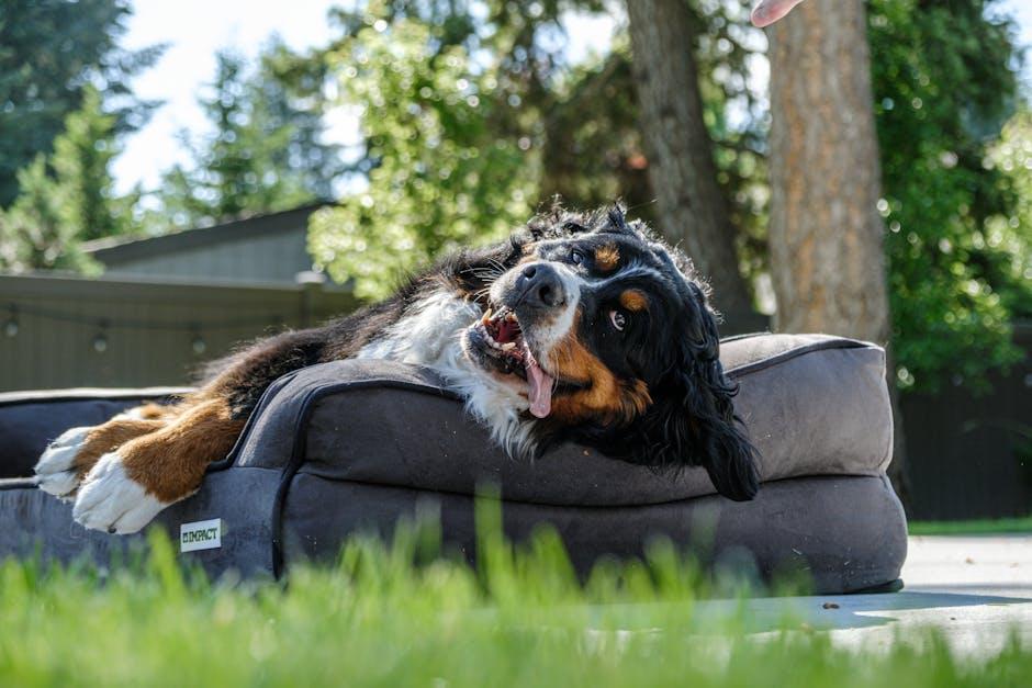 Introducing Your Dog to the Crate with Positive Reinforcement