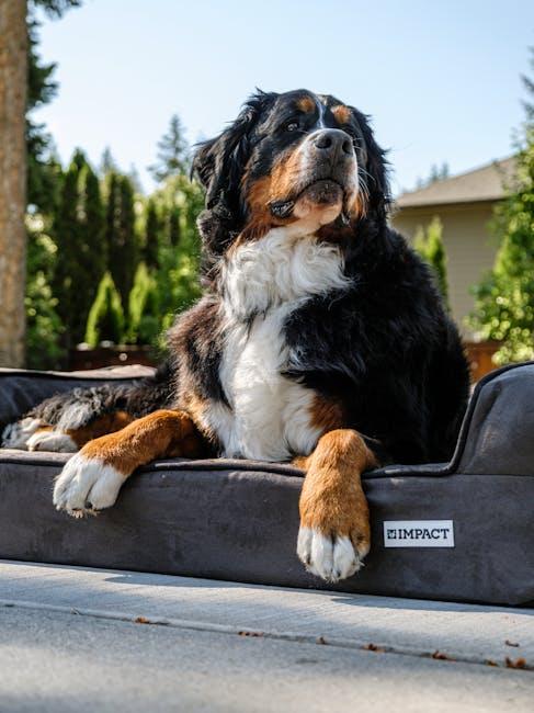 Choosing the Best Anti-Dandruff Products for Your Dog