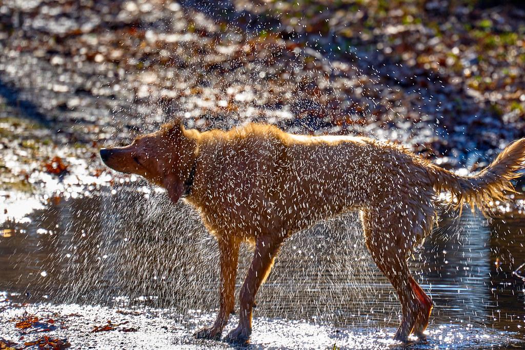 Step-by-Step Bathing Techniques for Long-Haired Breeds