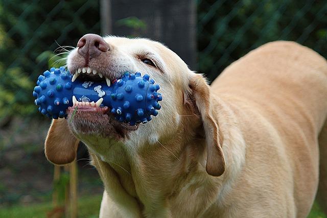 Top Recommended Chew Toys: Expert Picks for Every Dog