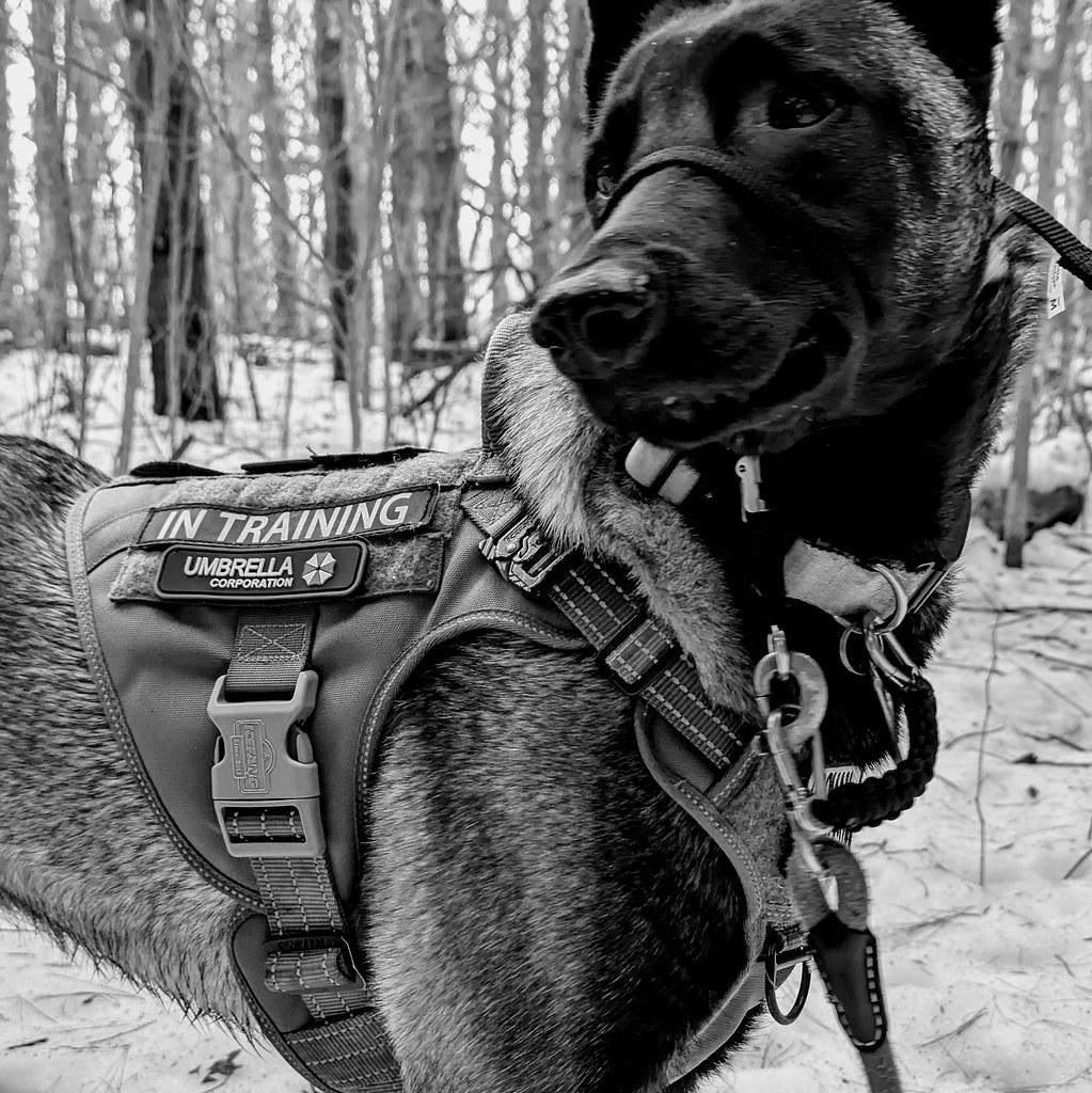 Step-by-Step Guide‍ to Teaching ⁢Loose Leash Walking