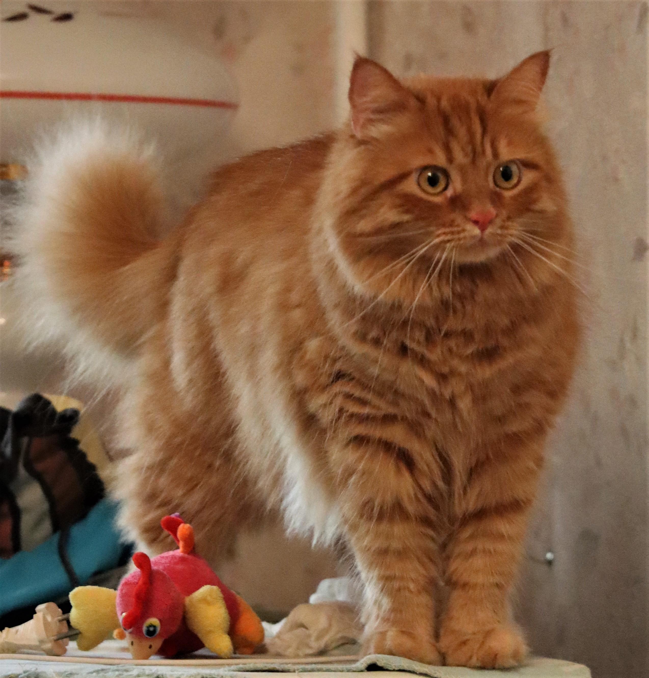 Natural Remedies and Products for a Lustrous Coat