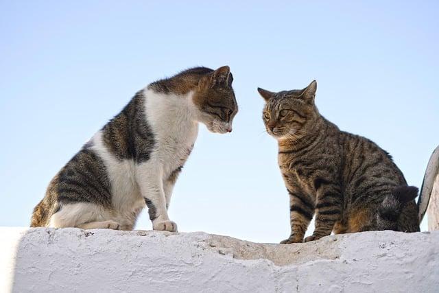 Understanding Canine ‌Body Language and Signals