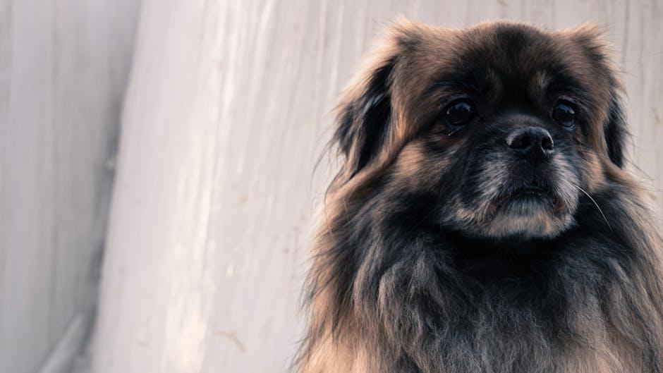 Maintaining a Mat-Free Coat with Regular Care and Attention