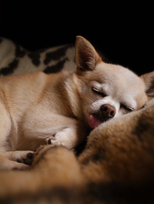 Understanding the Causes of Dog Odor