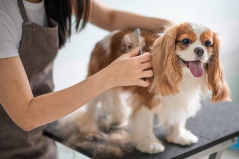 Best tips for grooming dogs with long, flowing coats