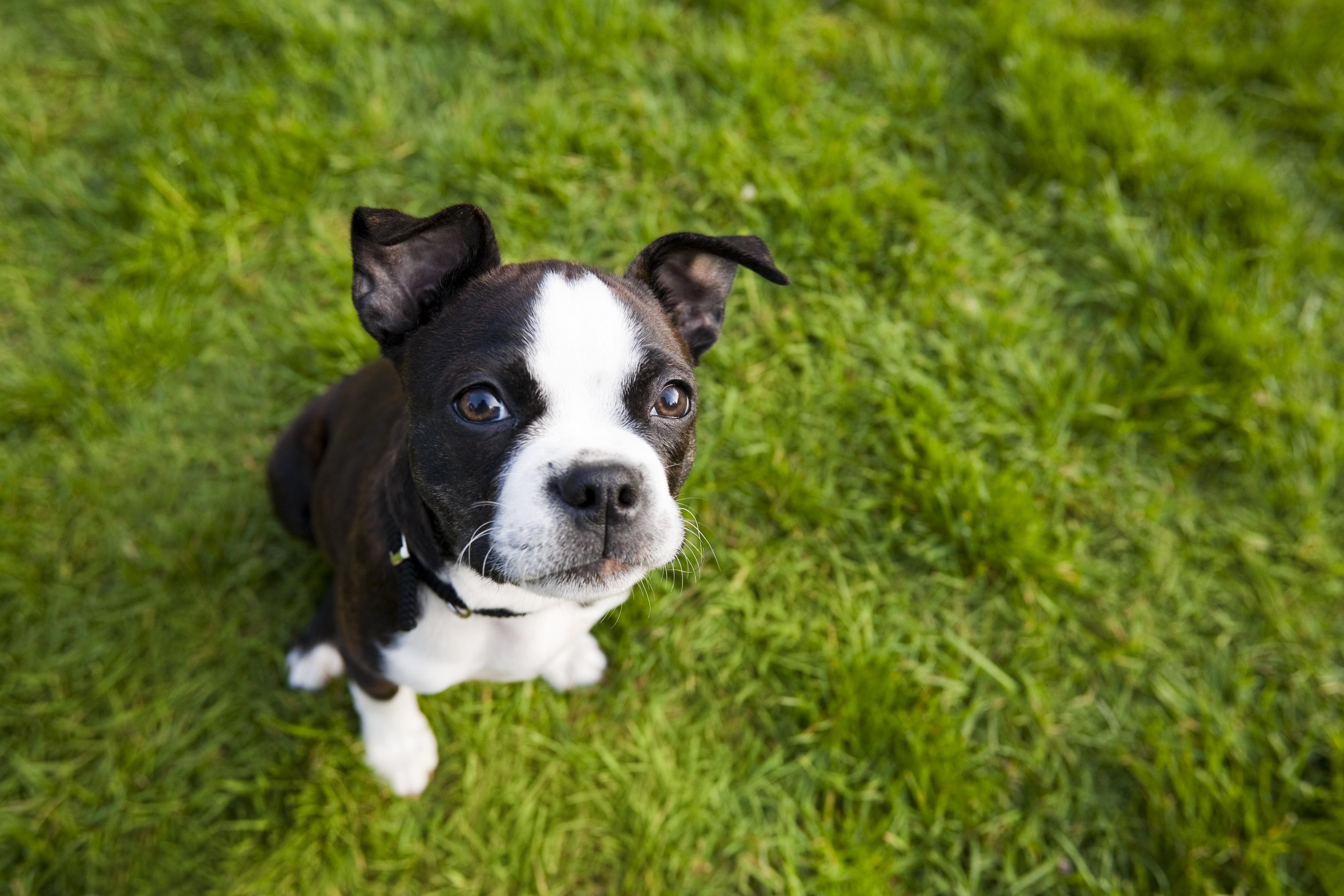 Positive Reinforcement Techniques for Effective Training