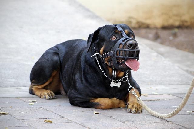 Choosing the Right Muzzle for Your Furry Friend