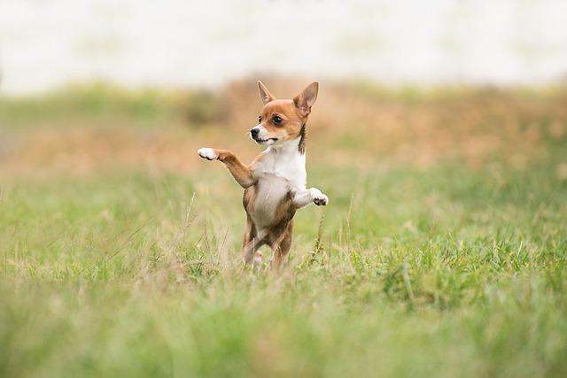 Understanding Your Dogs Play Style