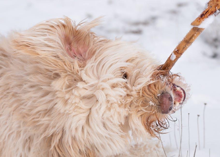 Top Picks for Hypoallergenic Dog Shampoos