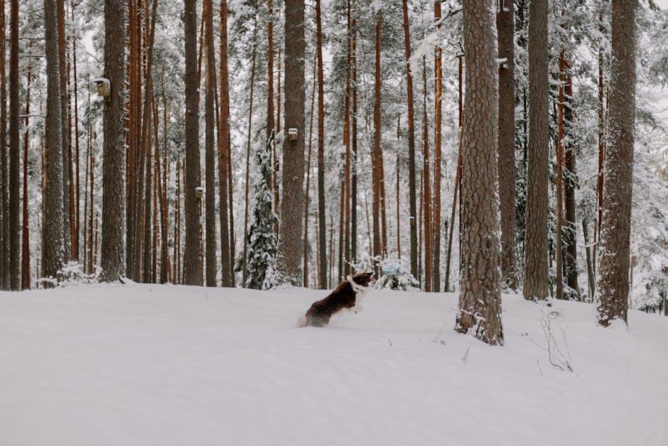 Gradual Freedom: Techniques⁢ for ‌a Smooth Transition to Off-Leash Walking