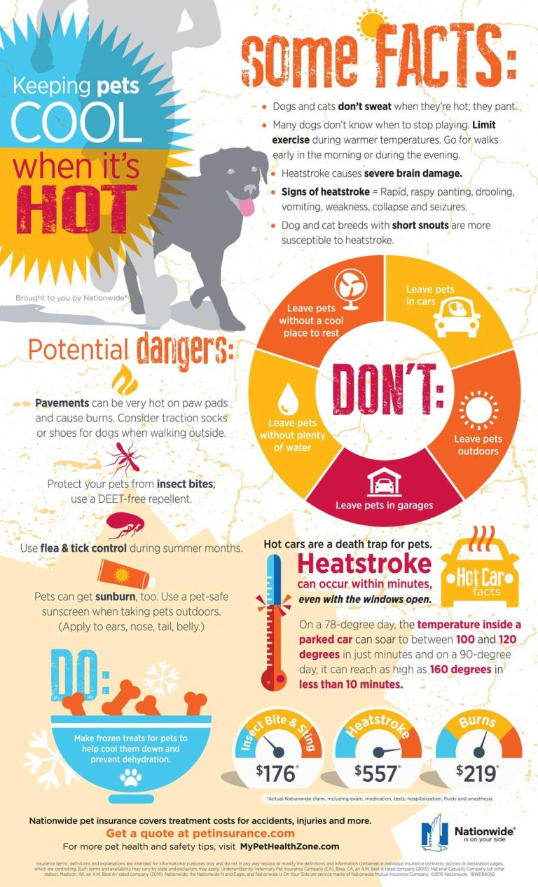 Keeping Your Dog Safe During Hot Weather